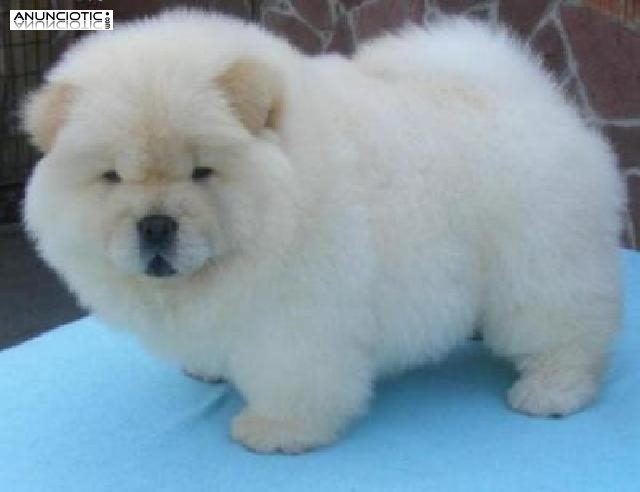 cachorros Chow Chow saludables para su aprobaci&oacute;n.