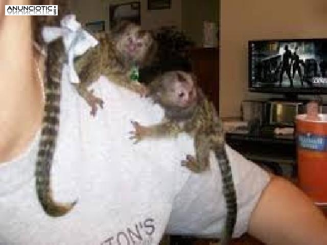 Monos tit&iacute; beb&eacute; en adopci&oacute;n