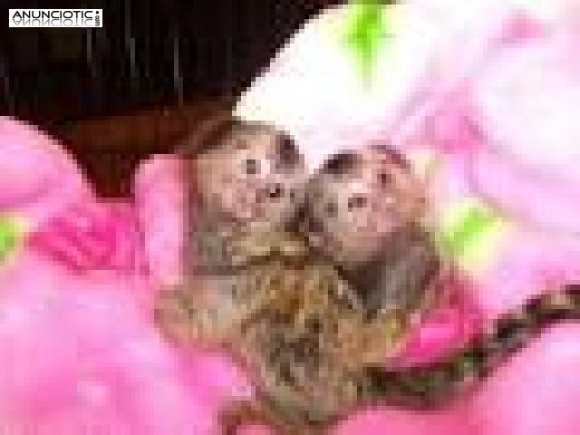 Monos tit&iacute; beb&eacute; en adopci&oacute;n
