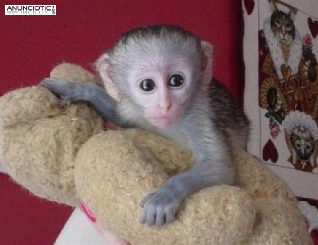 Monos Capuchinos en venta o adopci&oacute;n