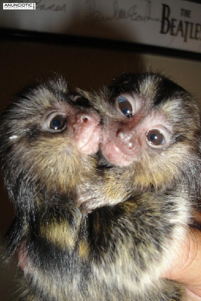 Tit&iacute; monos listos para ser adoptados