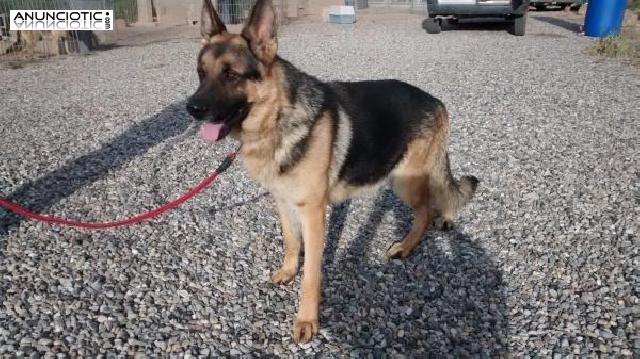 Pastor aleman cachorros barcelona 	