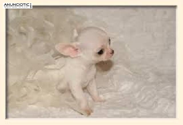 Chihuahuas en miniatura 