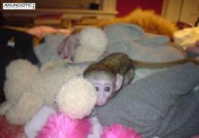 Tenemos 2 monos capuchinos para la adopción libre y listo para un buen hoga