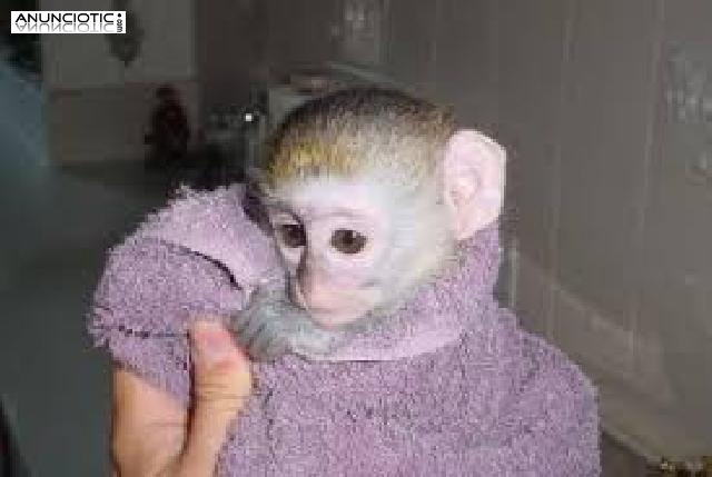 Tenemos 2 monos capuchinos para la adopci&oacute;n libre y listo para un buen hoga