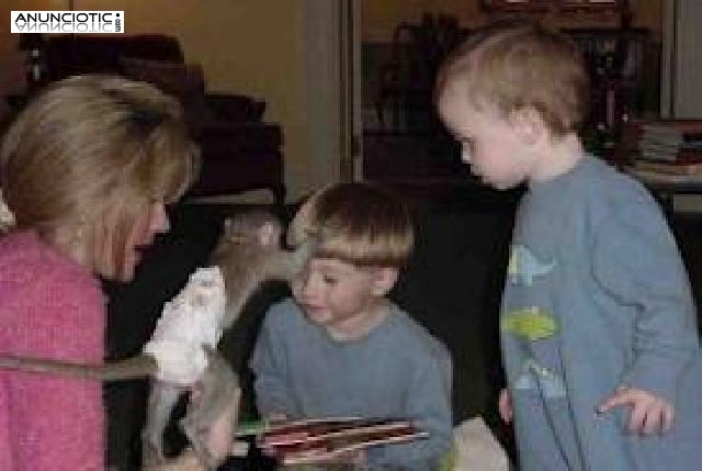 Tenemos 2 monos capuchinos para la adopci&oacute;n libre y listo para un buen hoga