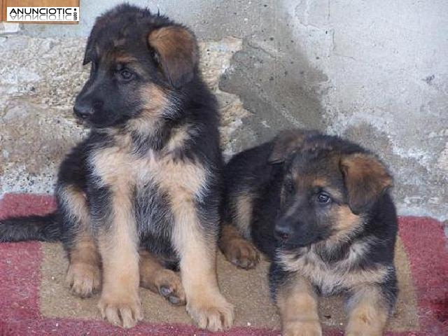 Regalo cachorros de pastor alem&aacute;n para su aprobaci&oacute;n