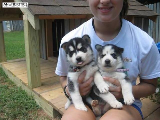 macho lindo y cachorros husky hembras para la adopci&oacute;n 