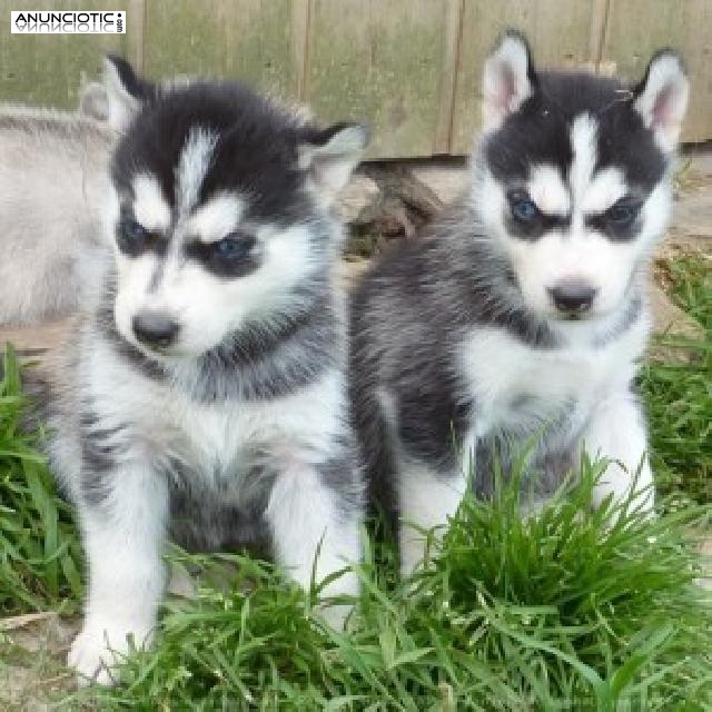 macho lindo y cachorros husky hembras para la adopci&oacute;n 