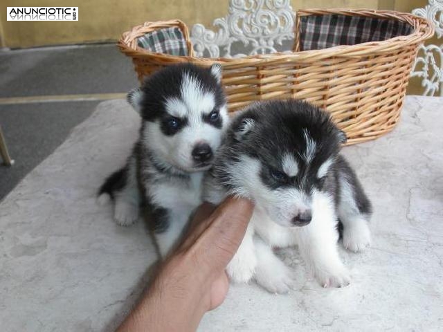 macho lindo y cachorros husky hembras para la adopci&oacute;n 