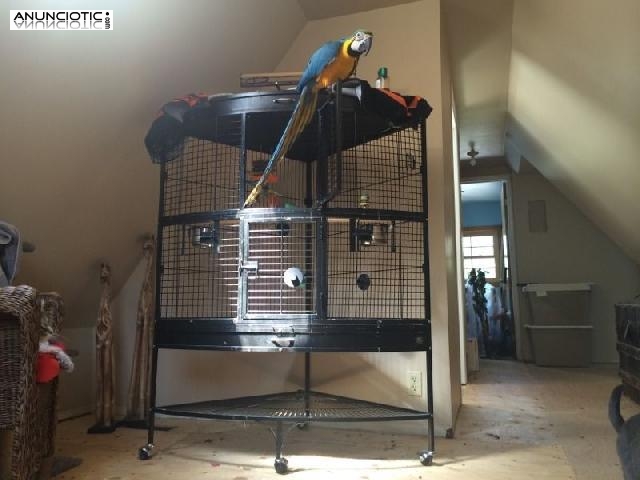 Azul y oro guacamayo loros disponibles con jaula