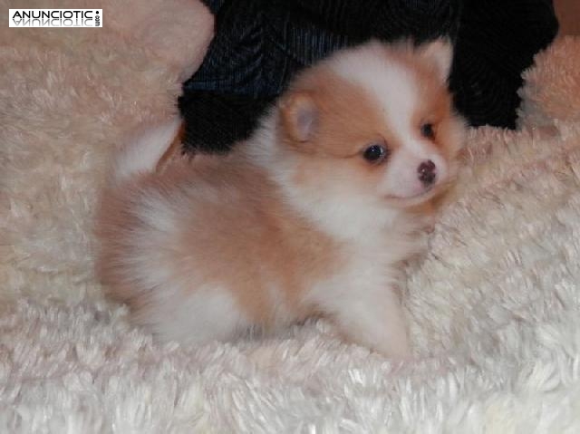Hermosa y peque&ntilde;a pomerania disponible en adopcion