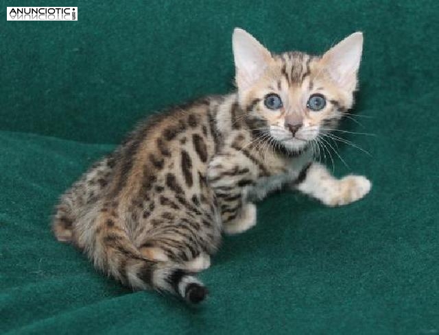Regalo Ex&oacute;ticos Gatitos de Bengali Leopardo 