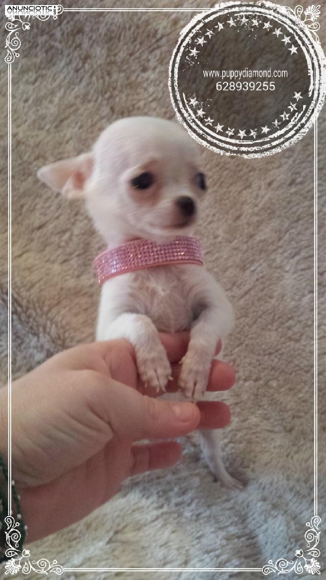 Cachorros  chihuahuas exclusivos rsce