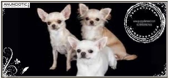 Chihuahuas exclusivos altamente seleccionados