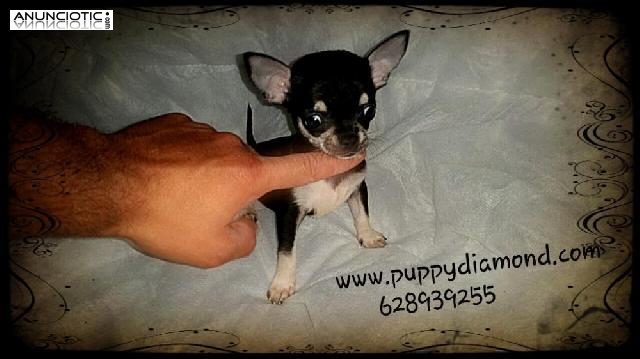 Chihuahuas nacionales puppydiamond