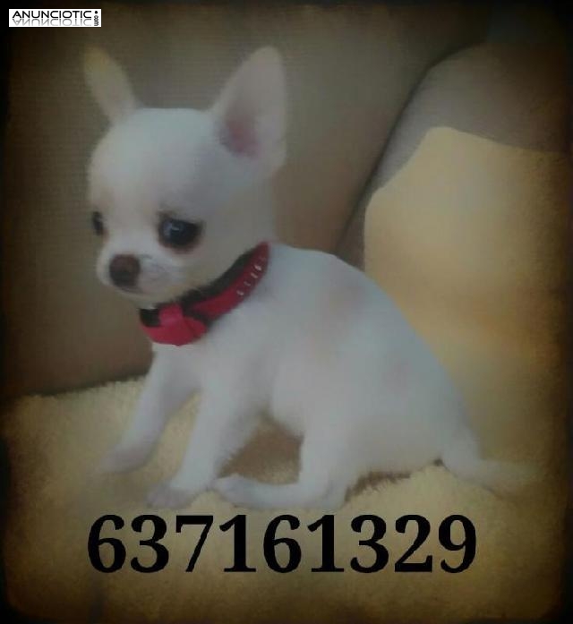 Tus perfectos animales de compa&ntilde;&iacute;a