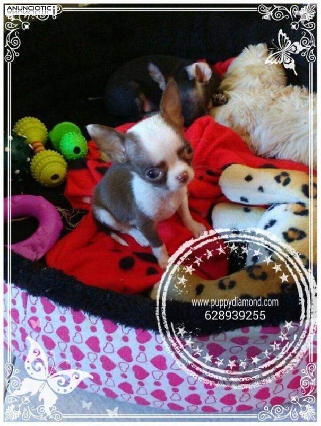 Tus perfectos animales de compa&ntilde;&iacute;a