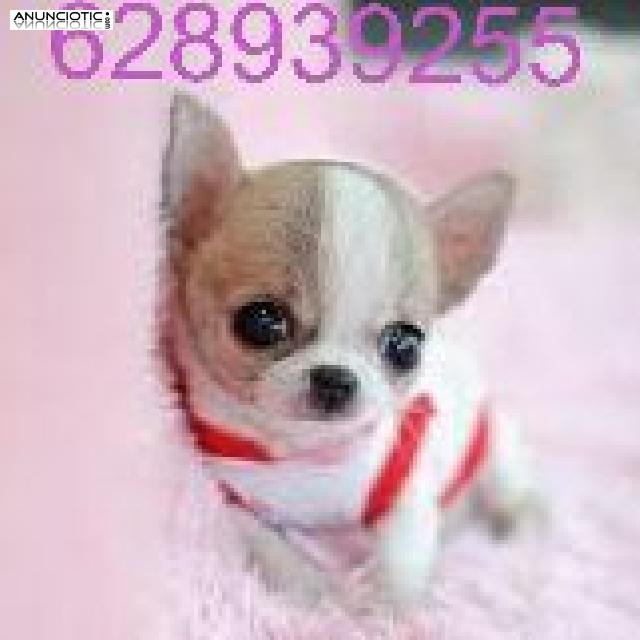 Especializados en la cr&iacute;a de chihuahuas