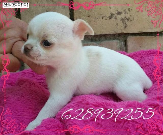 Cachorros chihuahuas te est&aacute;n esperando