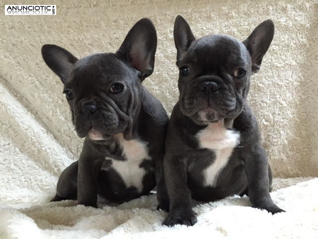 						Cachorros Azul Belleza Hc Kc Reg Bulldog Franc&eacute;s