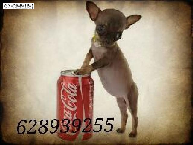 Preciosos cachorros chihuahuas muy peque&ntilde;os