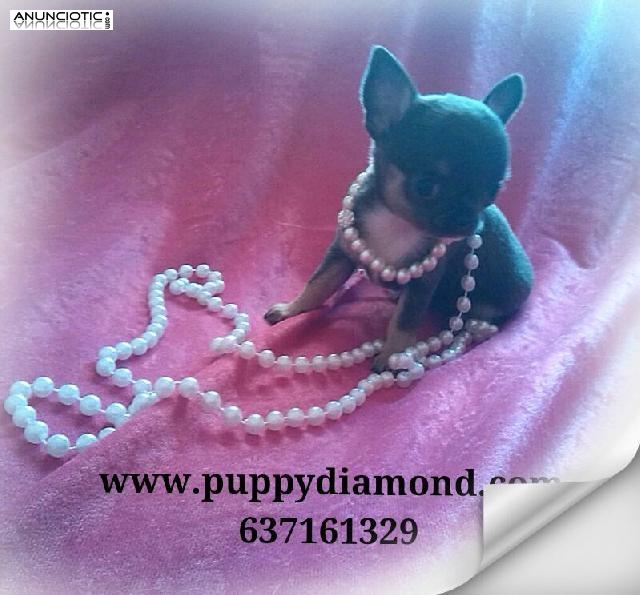 Preciosos cachorros chihuahuas muy peque&ntilde;os