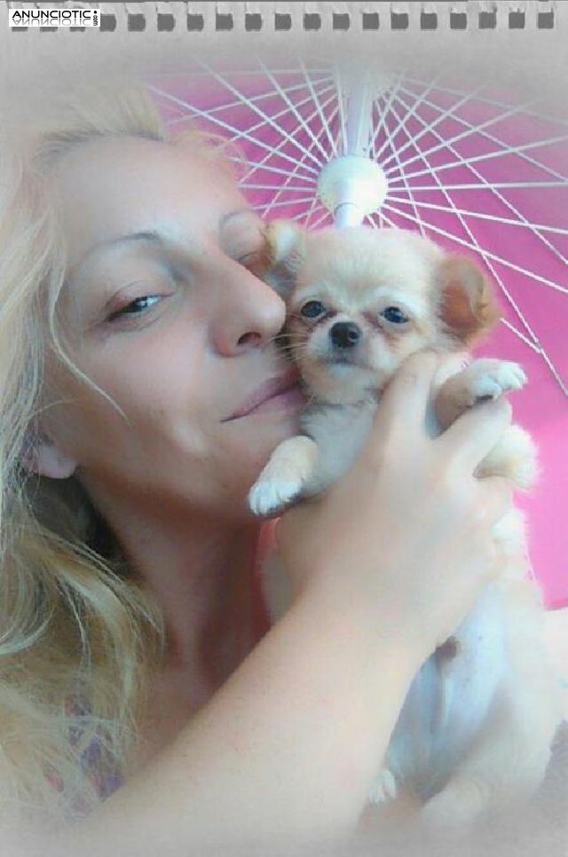 Preciosos cachorros chihuahuas muy peque&ntilde;os