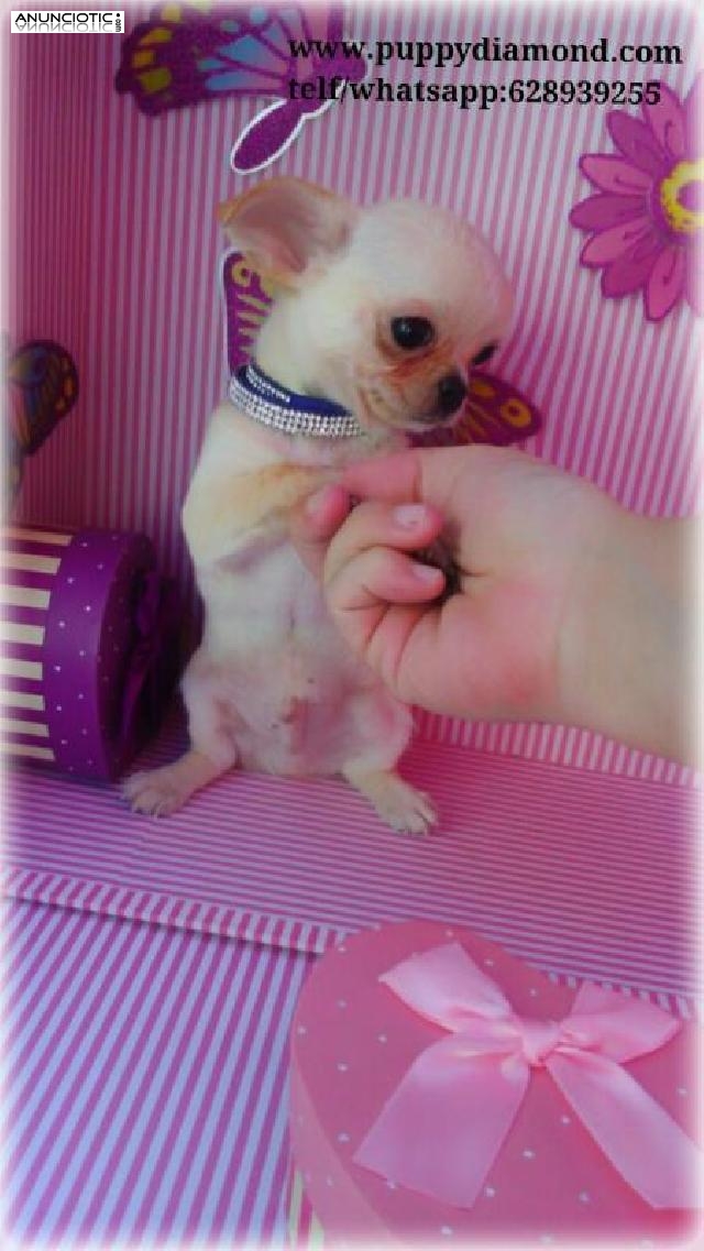 Preciosos cachorros chihuahuas muy peque&ntilde;os