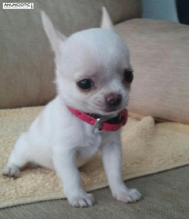 En miniatura ideales para t&iacute;