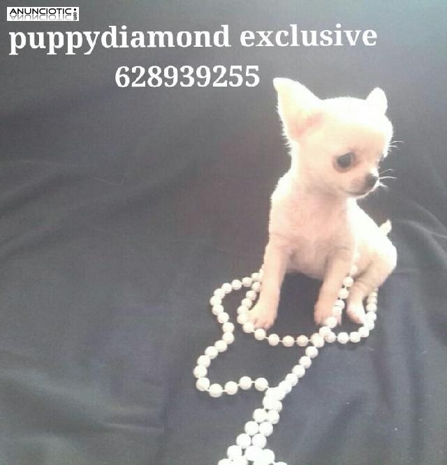 Los mejores cachorros para t&iacute;