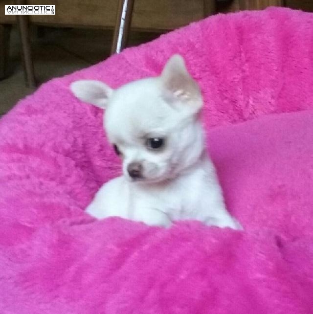 Los mejores cachorros para t&iacute;