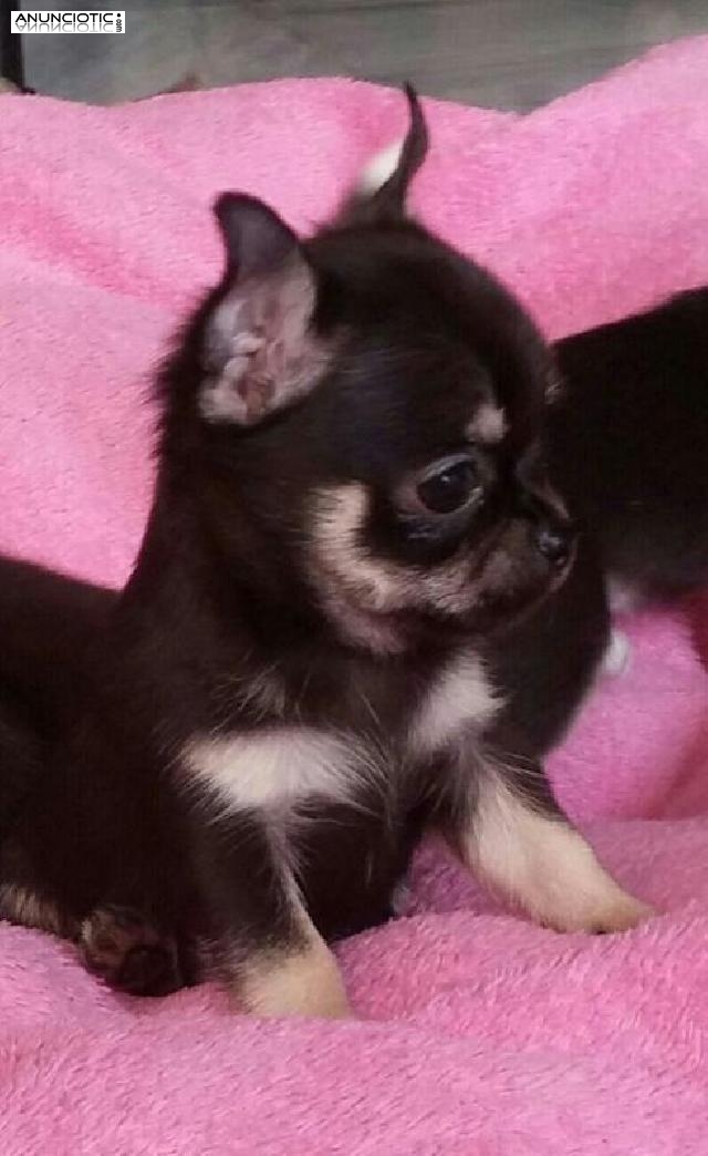 Los mejores cachorros para t&iacute;