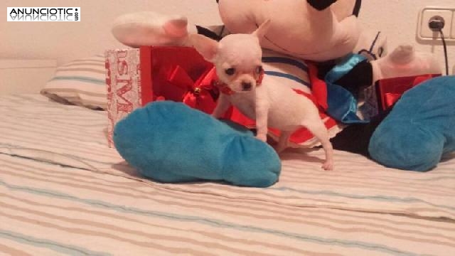Mascotas exclusivas para t&iacute;