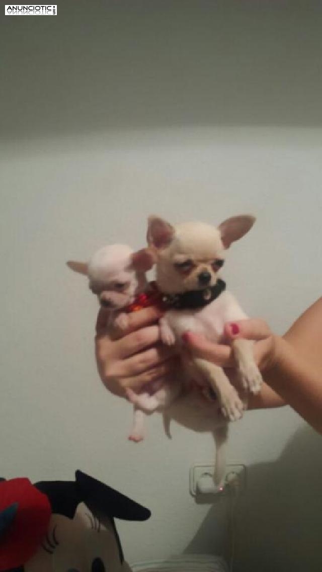 Mascotas exclusivas para t&iacute;