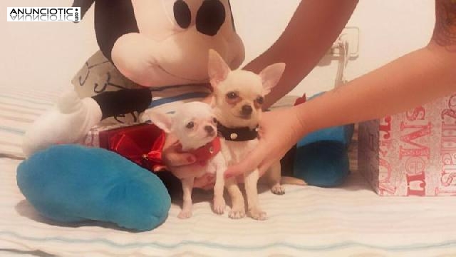 Mascotas exclusivas para t&iacute;