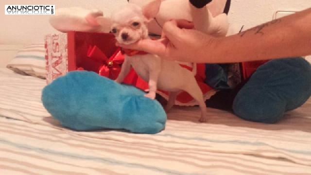 Mascotas exclusivas para t&iacute;