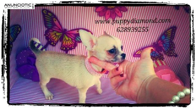 Perros peque&ntilde;os de compa&ntilde;&iacute;a