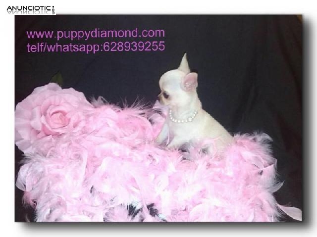 La raza m&aacute;s peque&ntilde;a del mundo