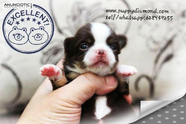 La raza m&aacute;s peque&ntilde;a del mundo