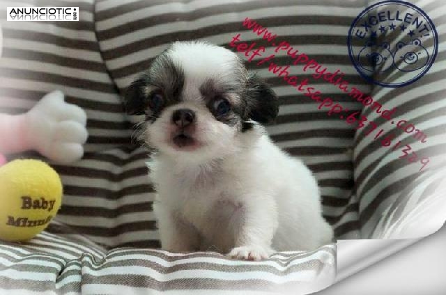 La raza m&aacute;s peque&ntilde;a del mundo