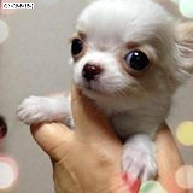 La raza m&aacute;s peque&ntilde;a del mundo