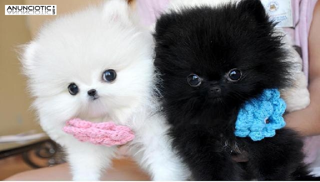 Priceless Cachorro Negro y blanco de Pomeranian para la adopci&oacute;n