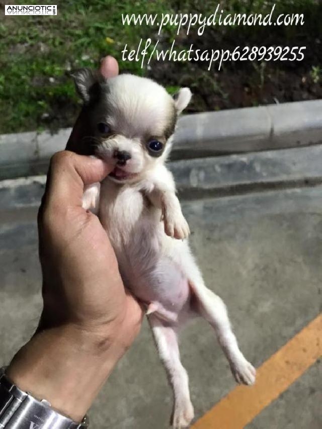 Raza m&aacute;s popular del mundo