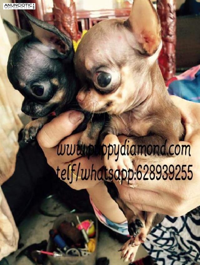 El perfecto acompa&ntilde;ante