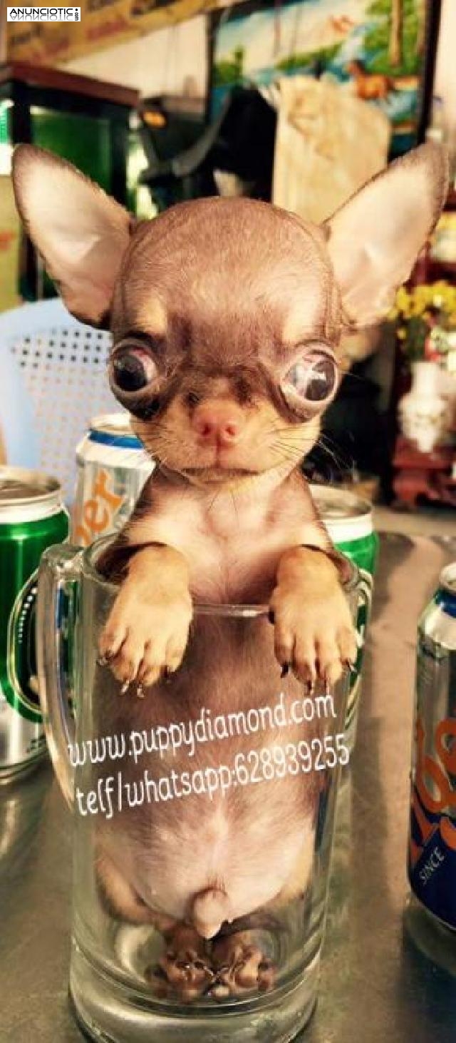 Cachorros de talla peque&ntilde;a