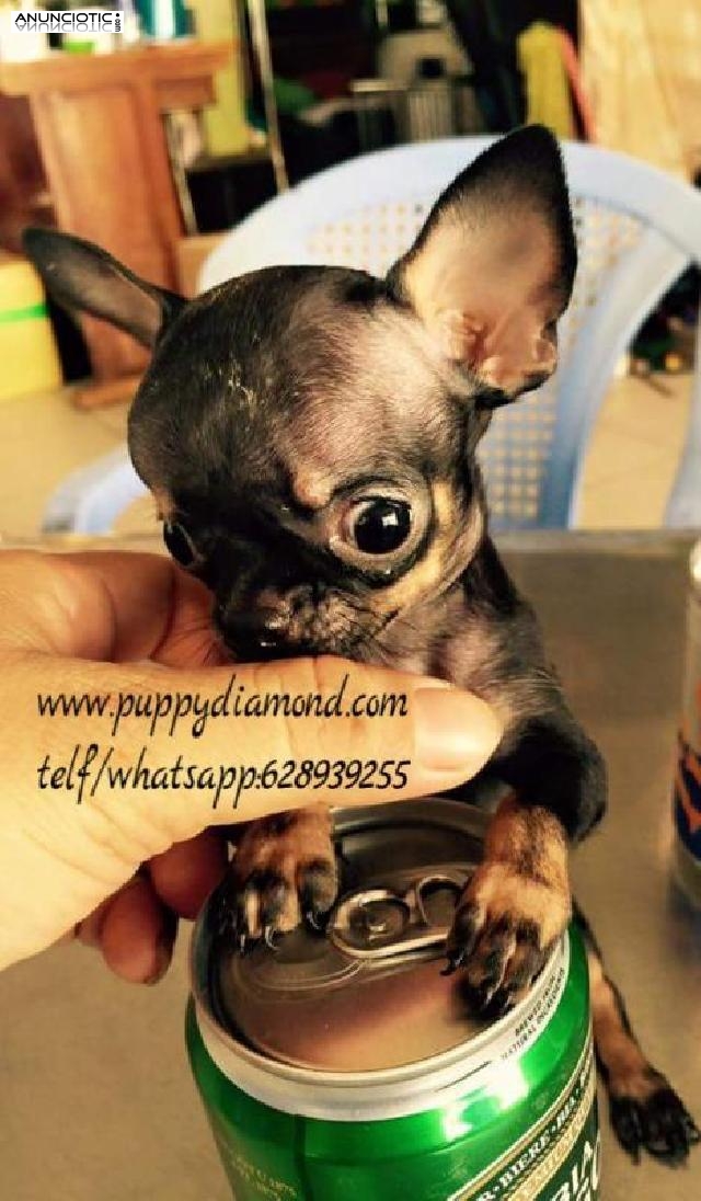 Cachorros de talla peque&ntilde;a