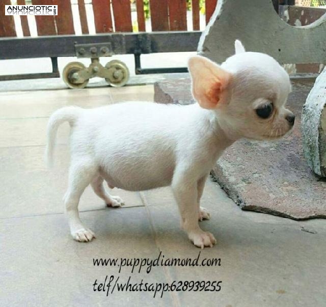 Cachorros de talla peque&ntilde;a