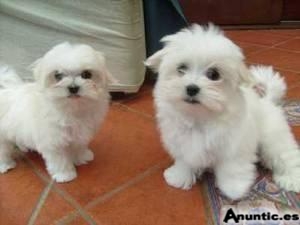 Dulce malt&eacute;s cachorros para su aprobaci&oacute;