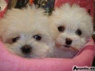 Dulce malt&eacute;s cachorros para su aprobaci&oacute;